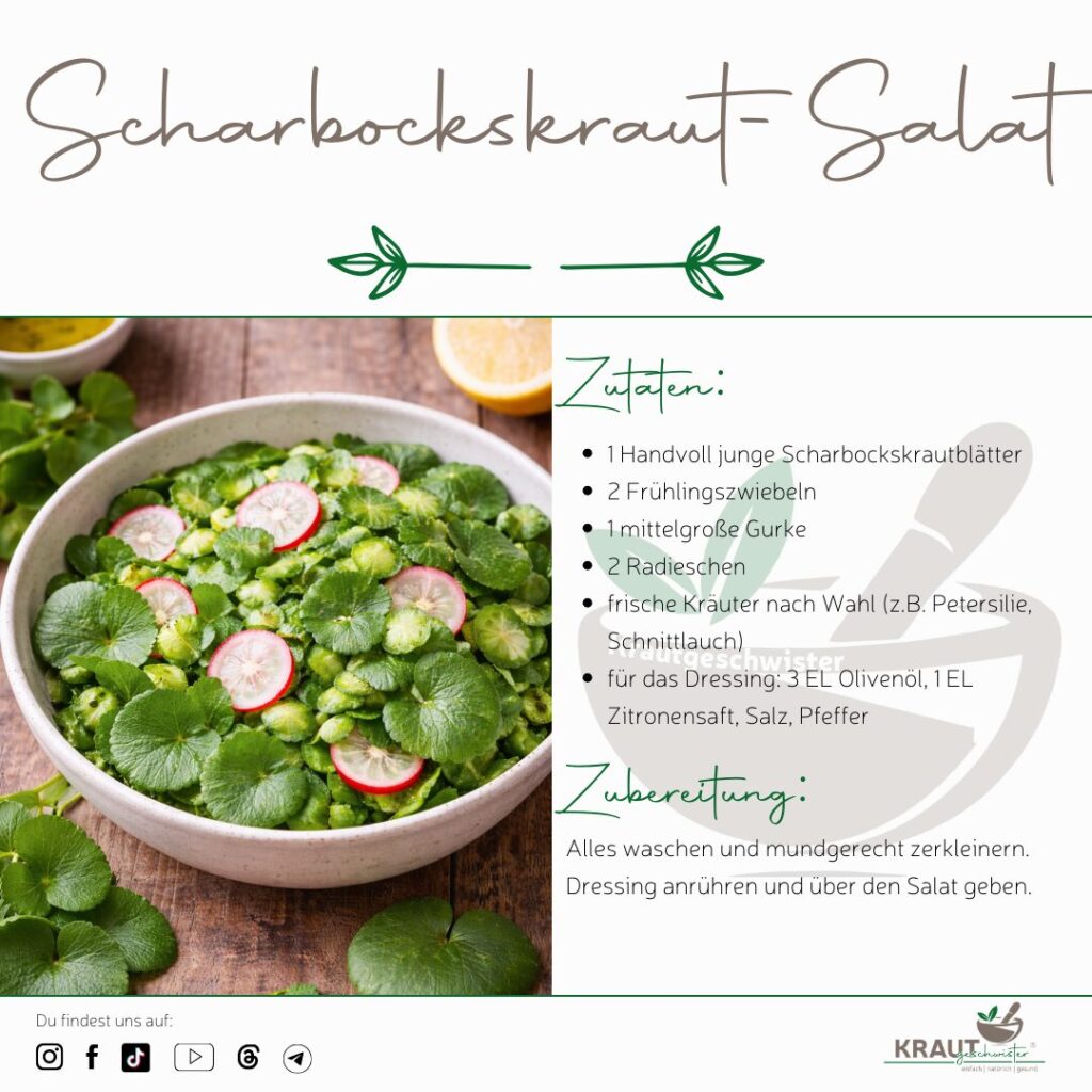 Scharbockskraut Heilpflanzenportrait