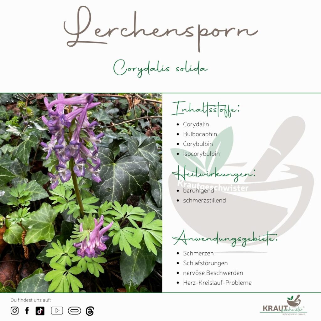 Lerchensporn Heilpflanzenportrait