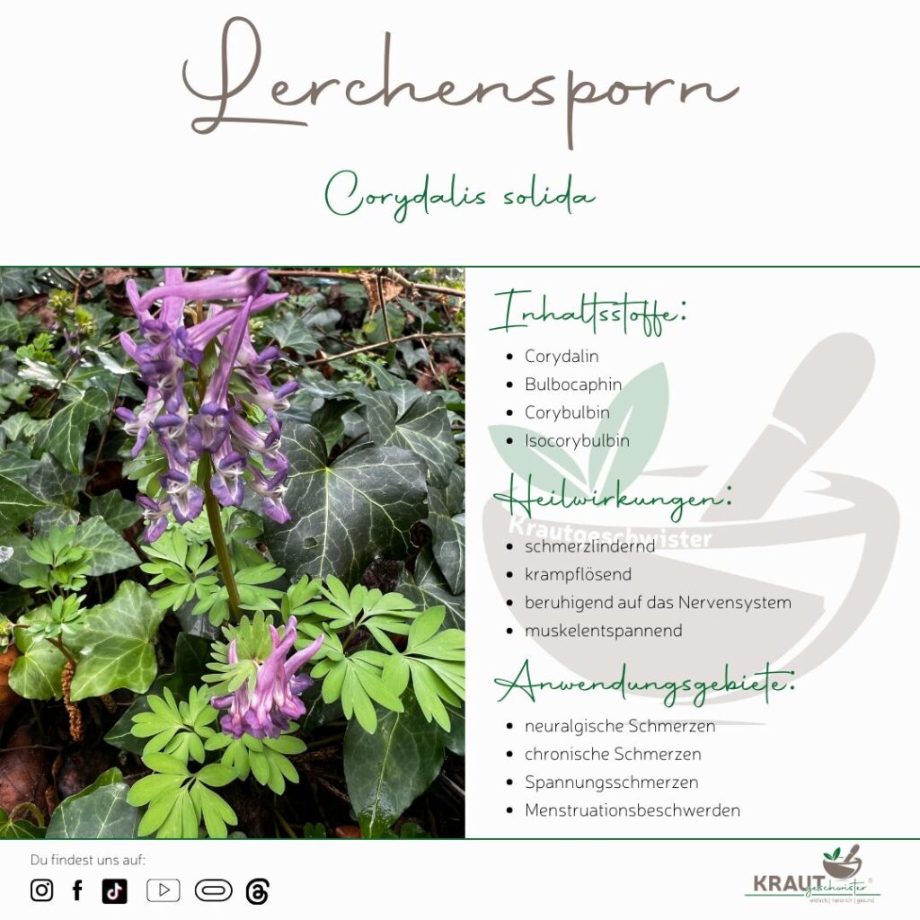 Lerchensporn Heilpflanzenportrait