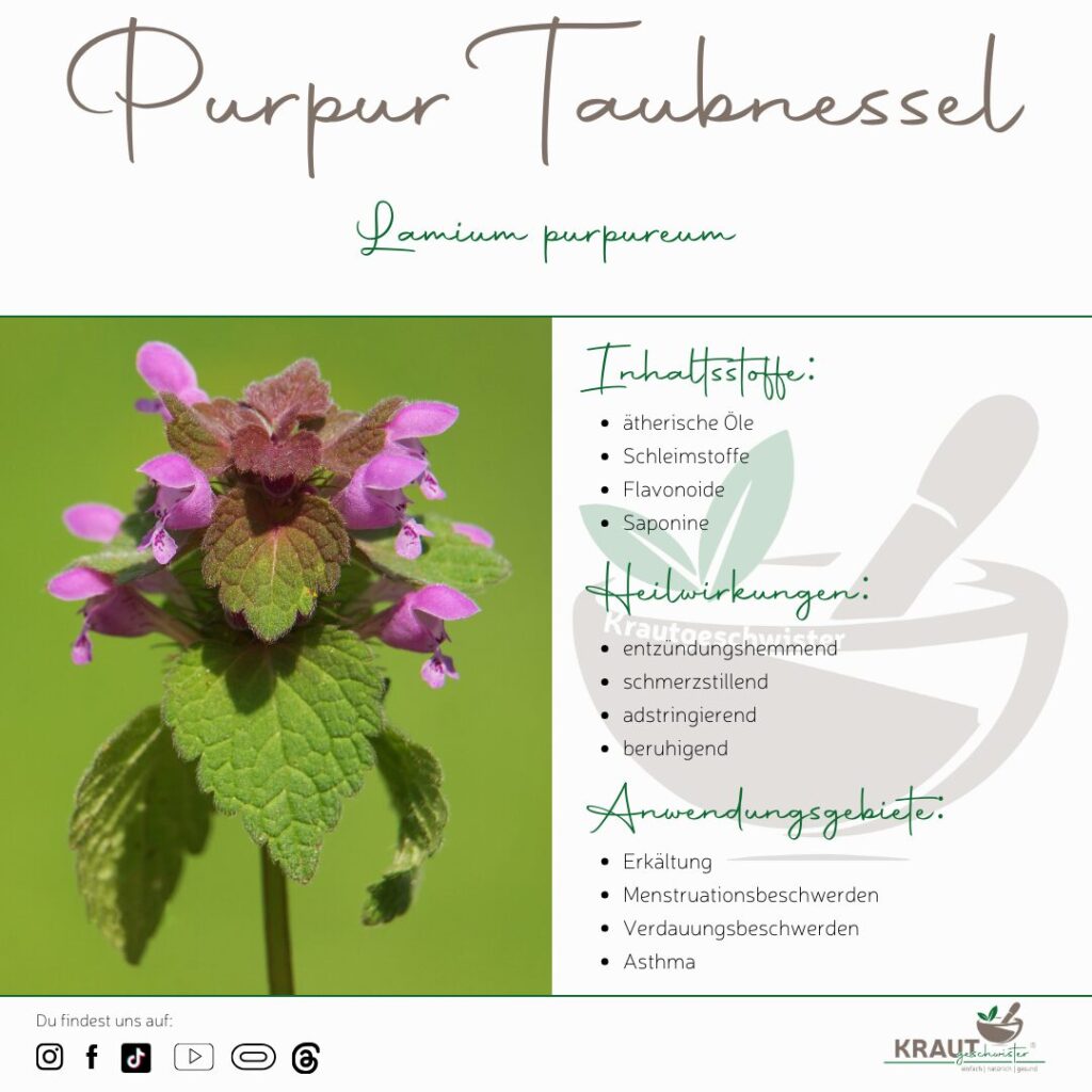 Purpur Taubnessel Heilpflanzenportrait