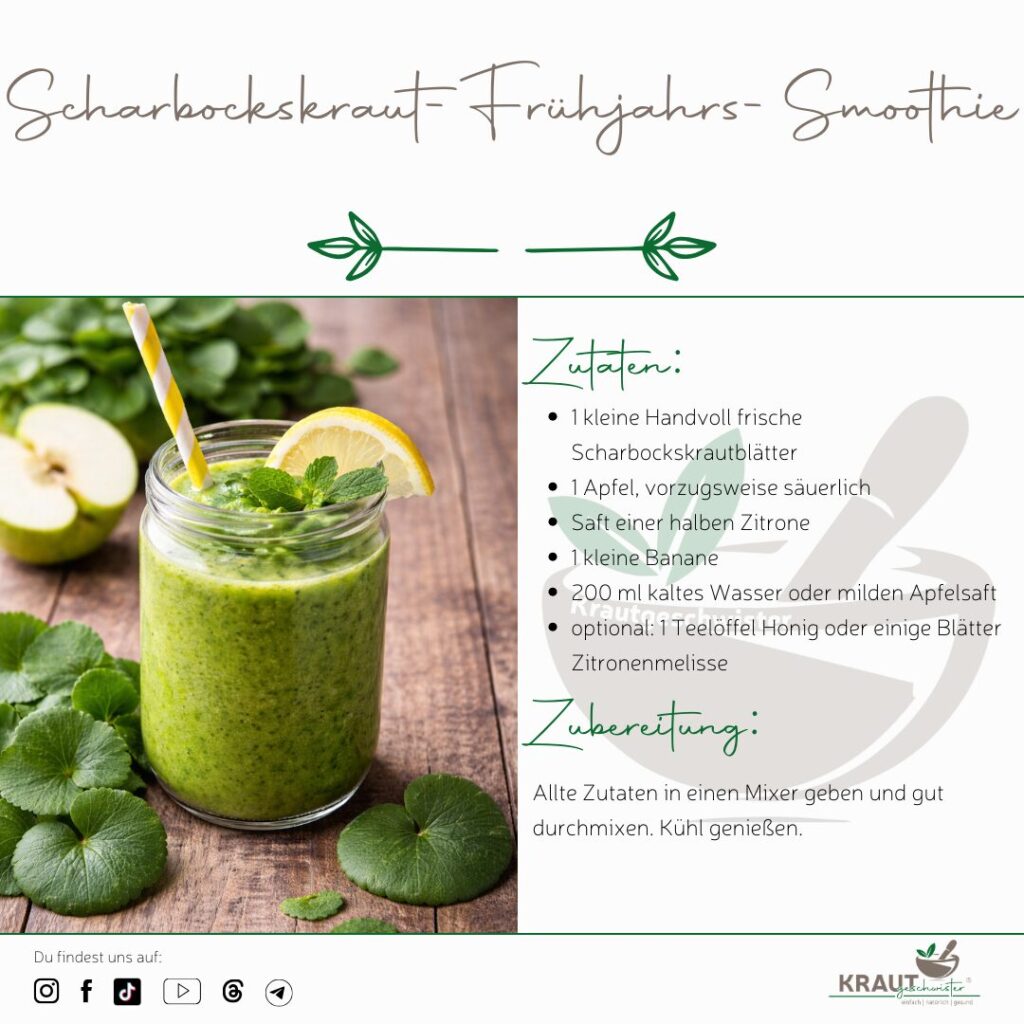 Scharbockskraut Heilpflanzenportrait