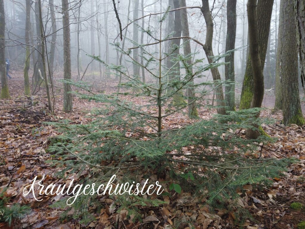 Koniferen – Die Tanne (Abies alba)