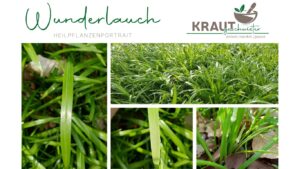 Wunderlauch * Berliner Lauch * Seltsamer Lauch Heilpflanzenportrait