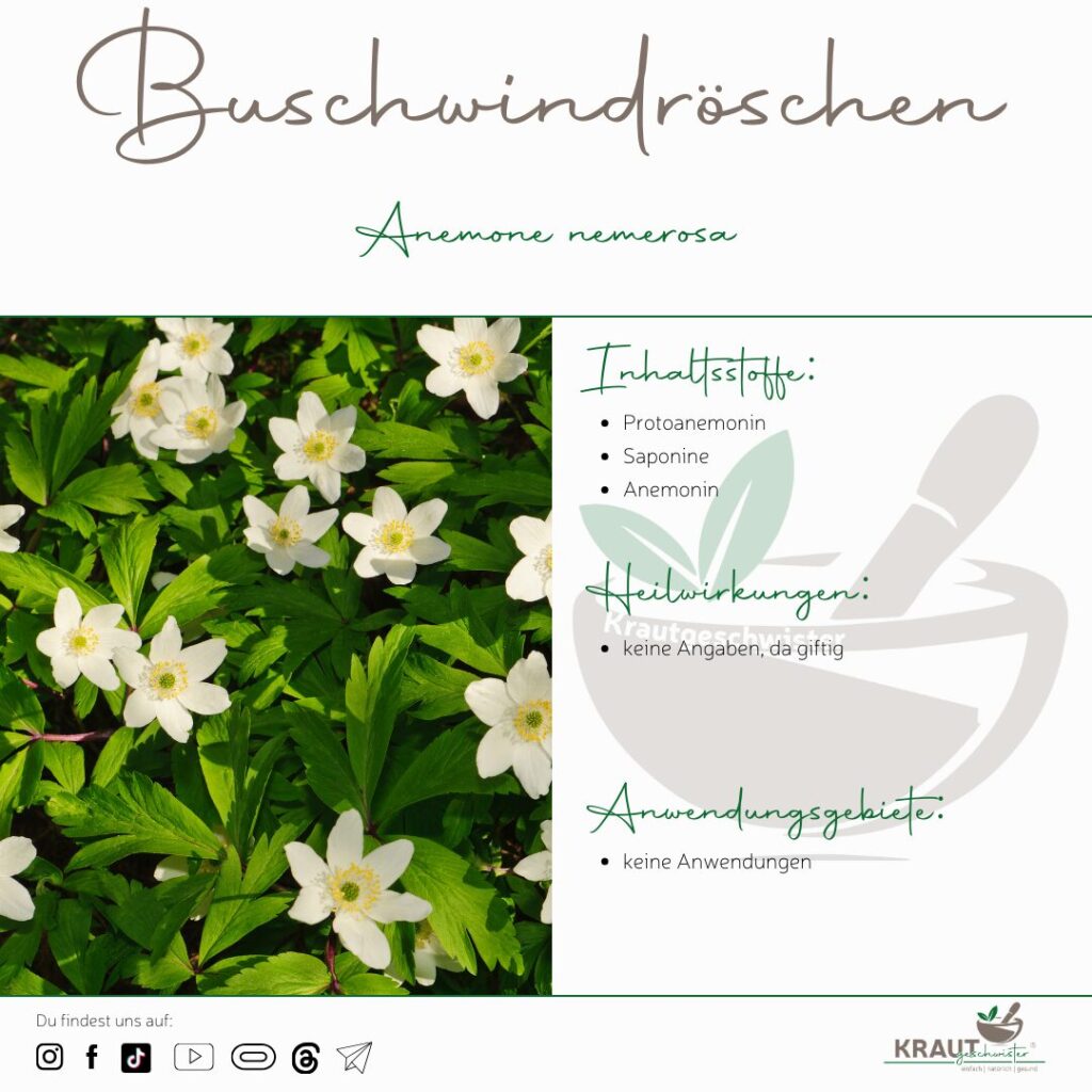 Buschwindr&ouml;schen Heilpflanzenportrait