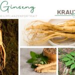 Ginseng – die Wurzel, die Feuer schenkt