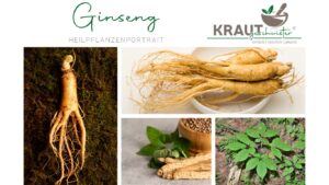 Ginseng – die Wurzel, die Feuer schenkt