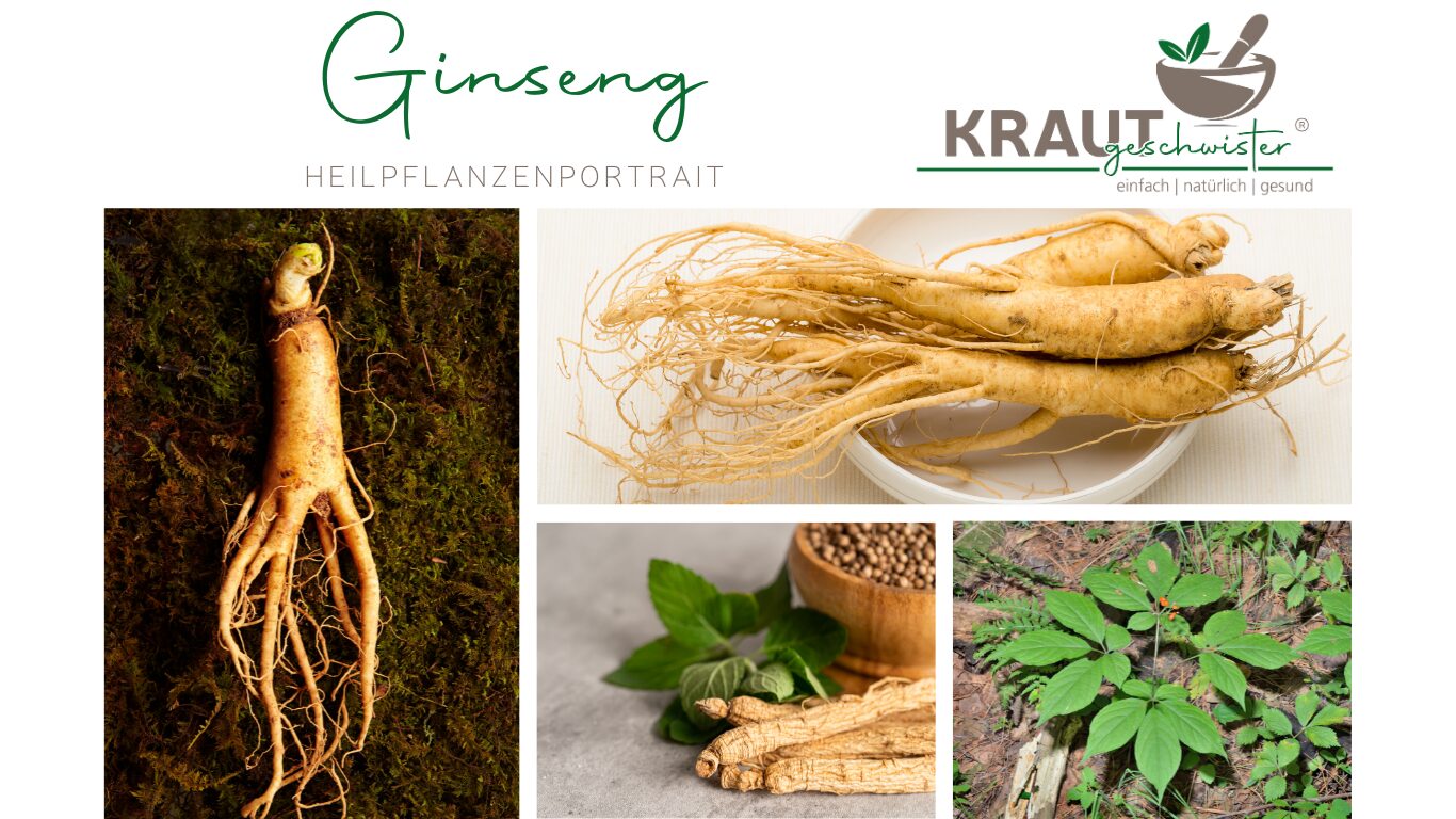 Ginseng – die Wurzel, die Feuer schenkt