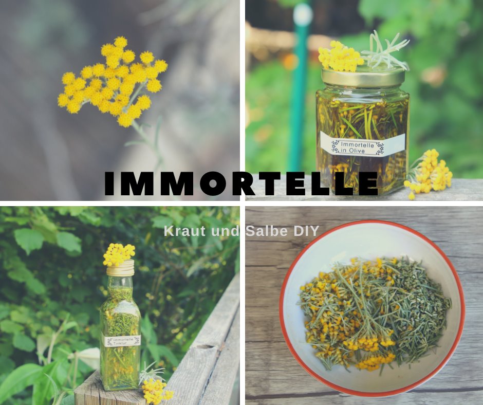 Read more about the article Immortelle-Tinktur