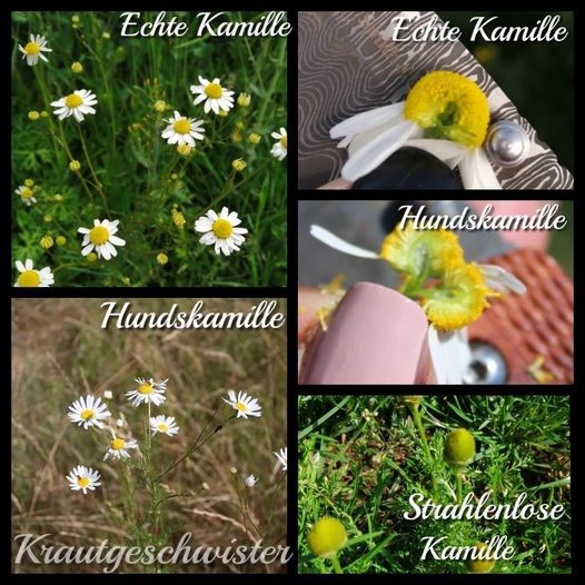 Read more about the article Kamille Heilpflanzenportrait