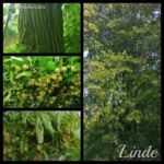 Lindenblüten