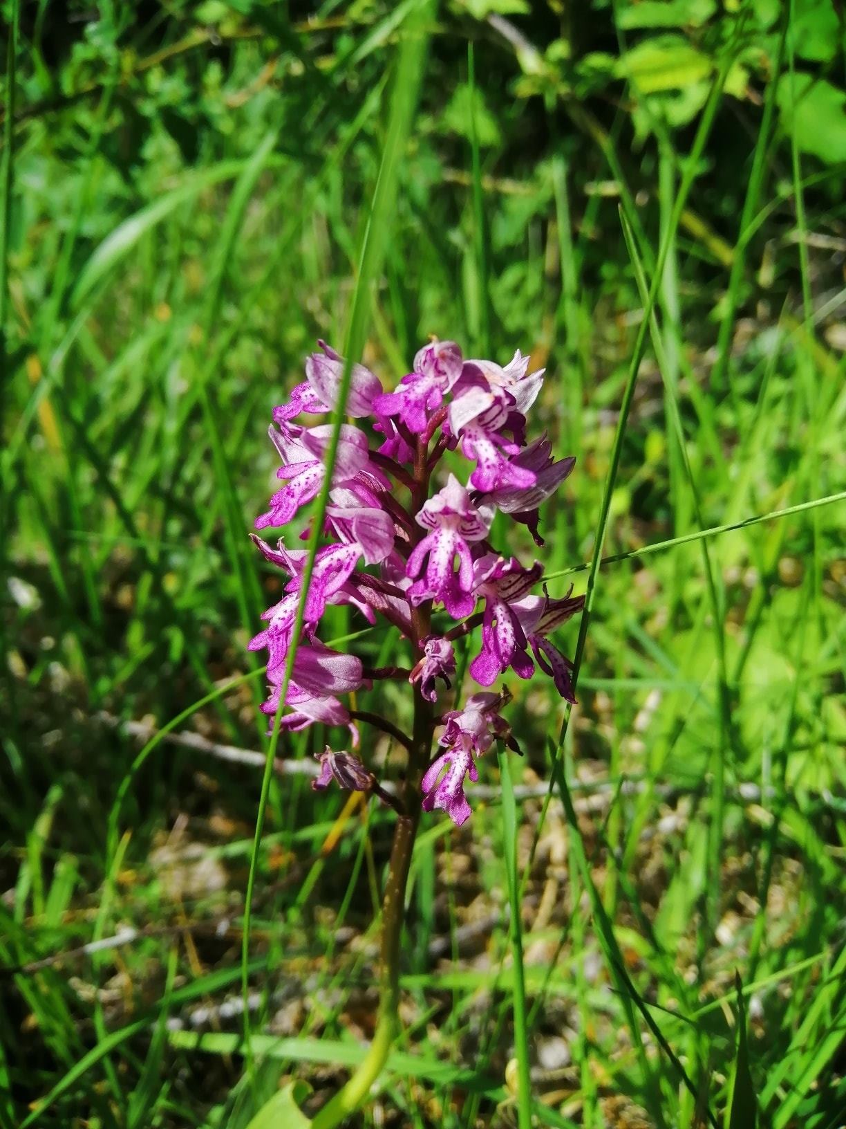 Orchideen im Orchideenschutzgebiet Eiderberg