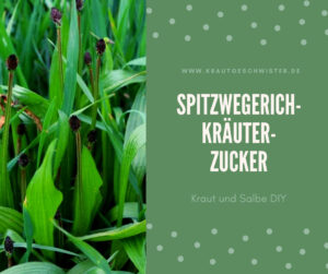 Spitzwegerich-Kräuter-Zucker