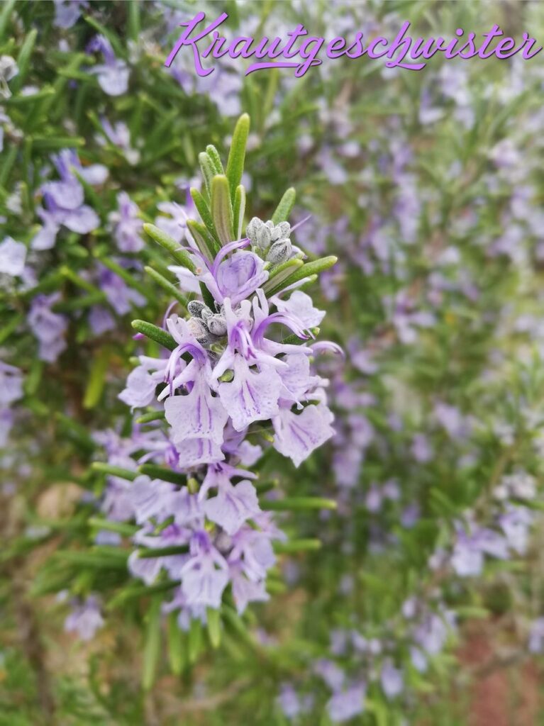 Rosmarin-Blüten-Salz &#038; Rosmarin-Blüten-Likör