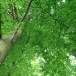 Rotbuche Gemmotherapie