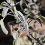 Salbei Knospen-Tinktur * Gemmotherapie