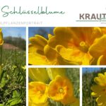 Echte Schlüsselblume Heilpflanzenportrait