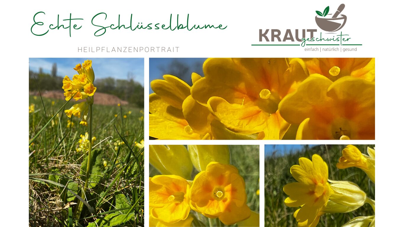 Mehr über den Artikel erfahren Echte Schlüsselblume Heilpflanzenportrait