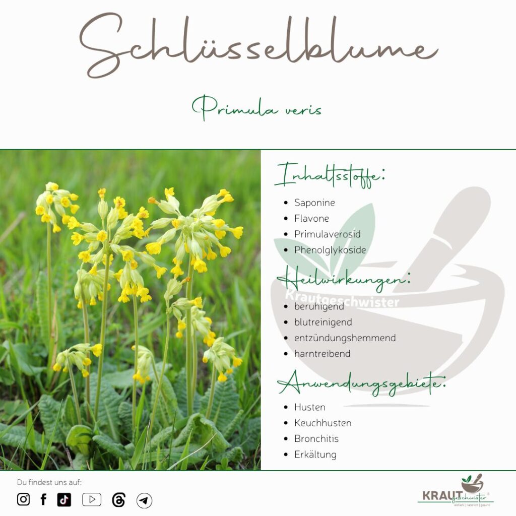 Echte Schl&uuml;sselblume Heilpflanzenportrait