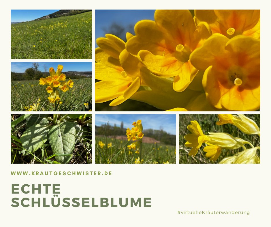 Read more about the article Echte Schlüsselblume Heilpflanzenportrait