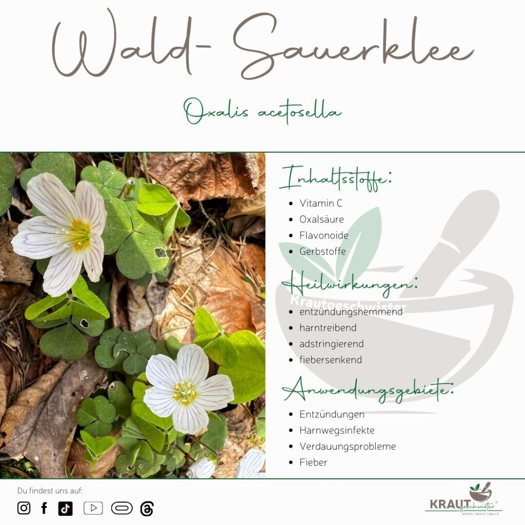 Wald-Sauerklee Heilpflanzenportrait