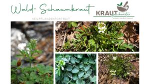 Wald-Schaumkraut Heilpflanzenportrait