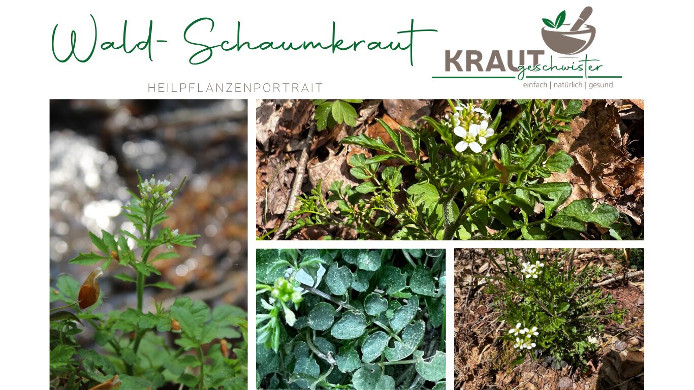 Mehr über den Artikel erfahren Wald-Schaumkraut Heilpflanzenportrait