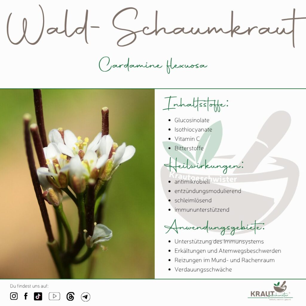 Wald-Schaumkraut Heilpflanzenportrait