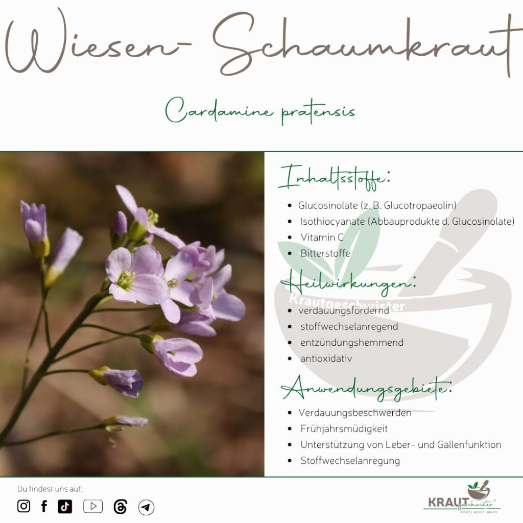 Wiesen-Schaumkraut Heilpflanzenportrait