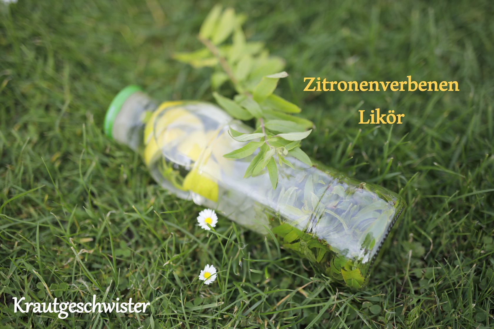 Read more about the article Zitronenverbene-Likör