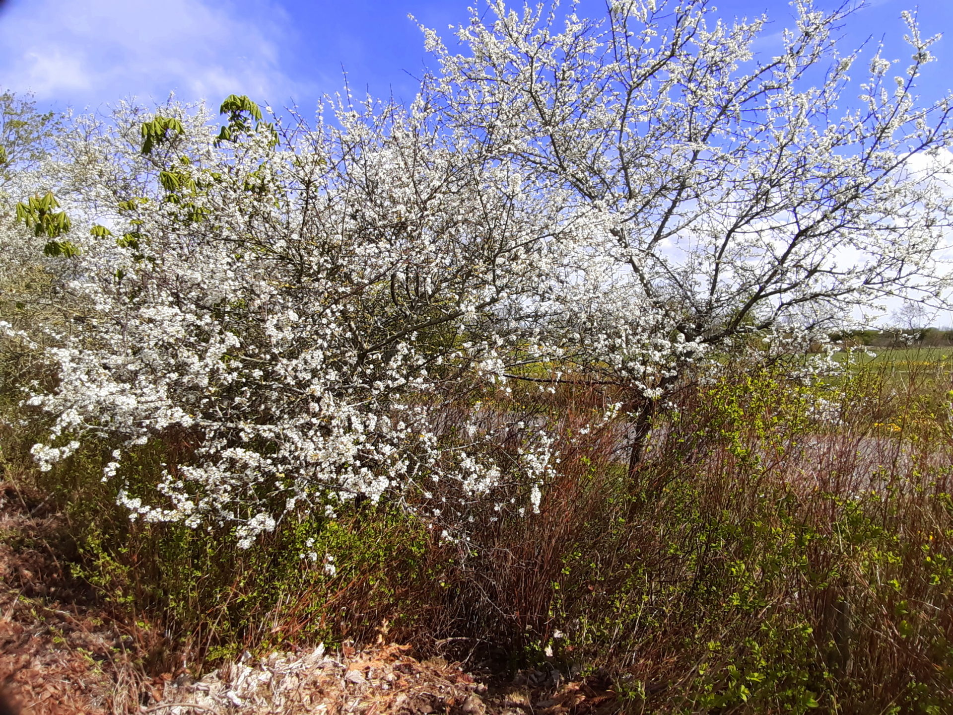 Schlehenblüten-Balsam