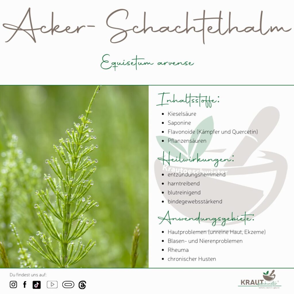 Acker-Schachtelhalm Heilpflanzenportrait