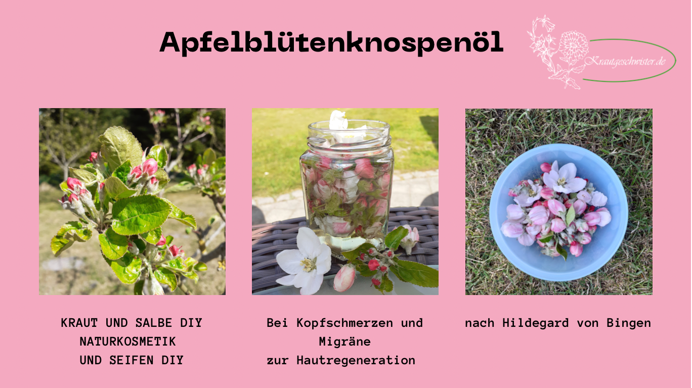 Read more about the article Apfelblüten-Öl * Apfelknospen-Öl * Kopfschmerz-Öl * Migräne-Balsam