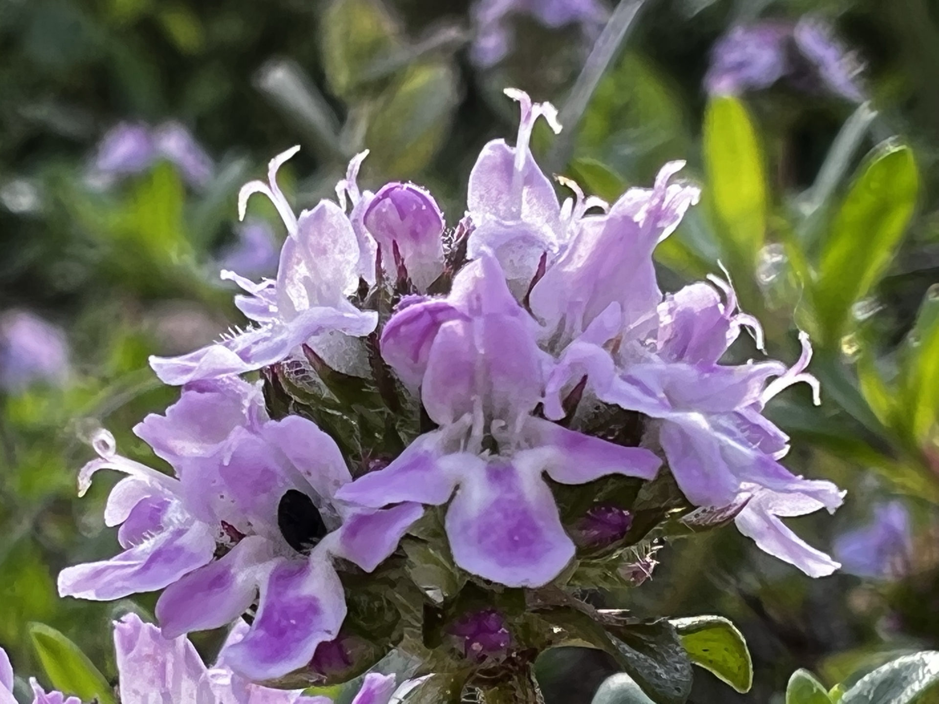 Thymian Heilpflanzenportrait