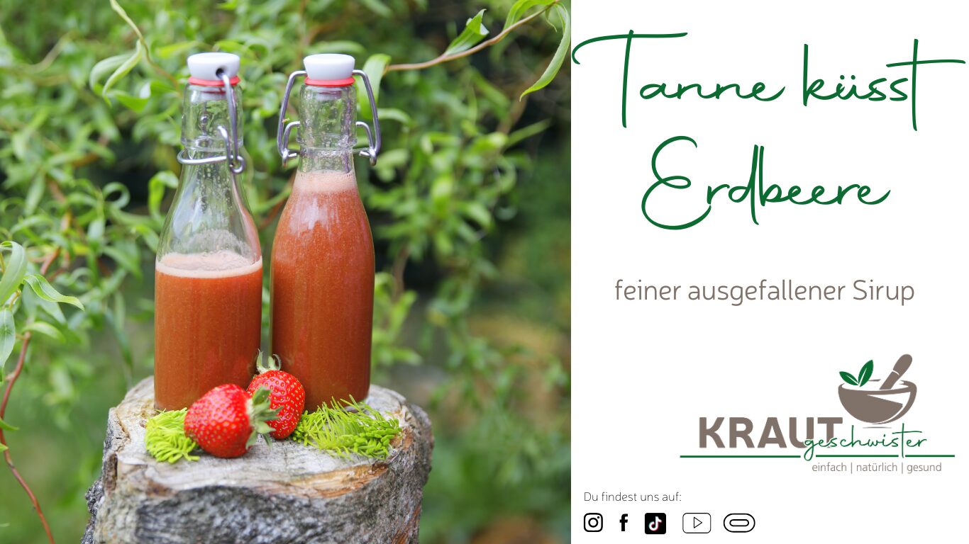 Mehr über den Artikel erfahren Erdbeere küsst Tanne: Tannenspitzen-Erdbeer-Sirup