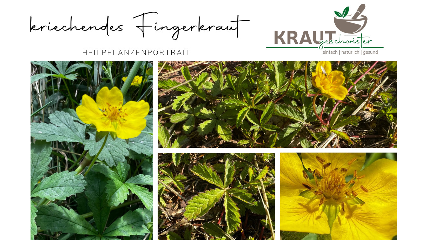 Read more about the article Kriechendes Fingerkraut Heilpflanzenportrait