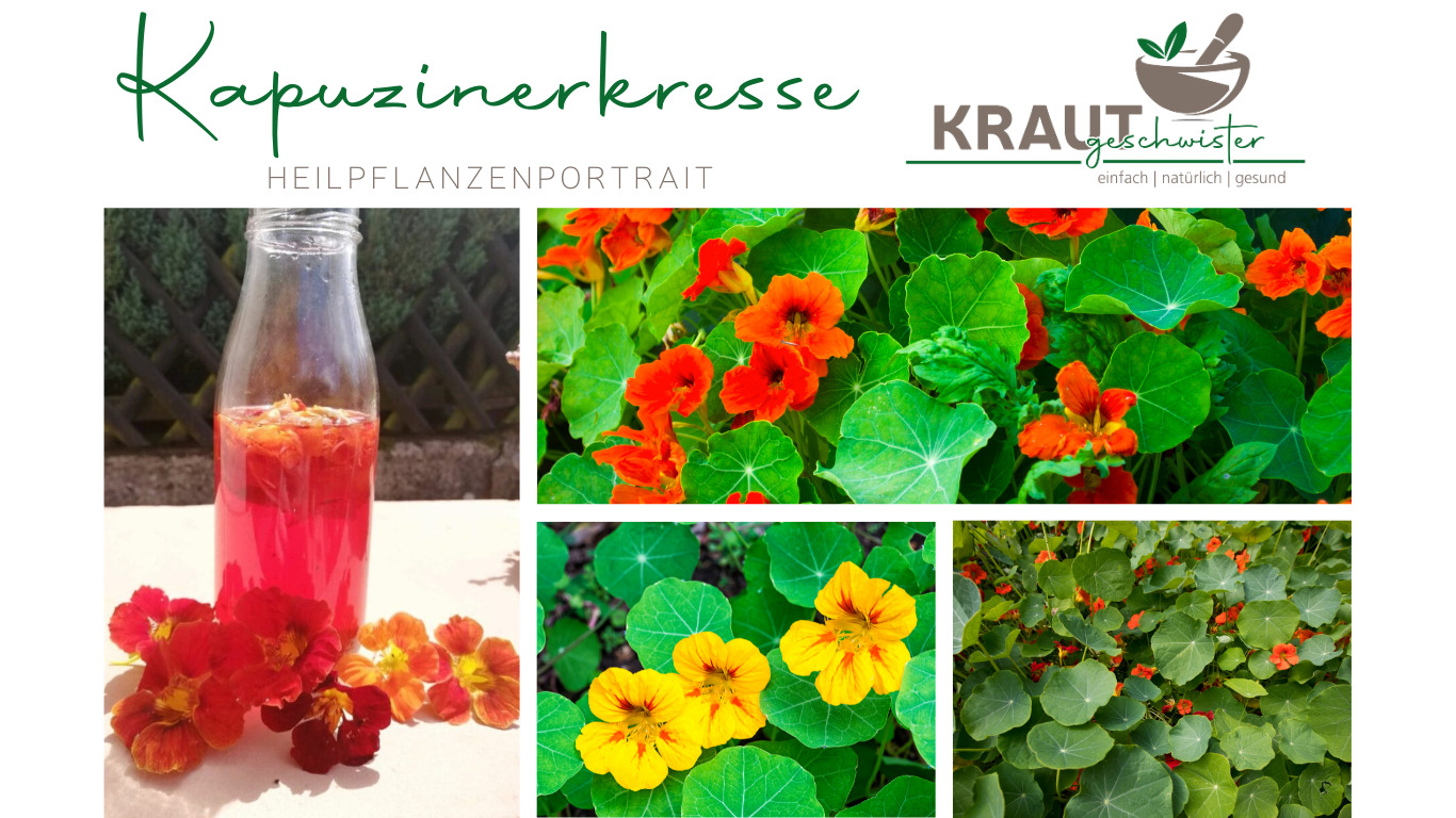 Read more about the article Kapuzinerkresse Heilpflanzenportrait