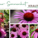 Purpur-Sonnenhut * Echinacea Heilpflanzenportrait