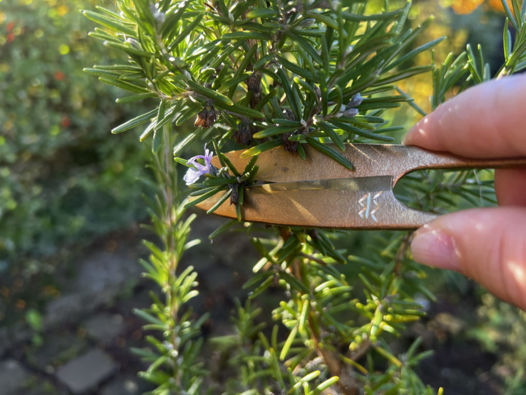 Back to the Roots – Von Wurzeln, Beeren und Schmiedekunst