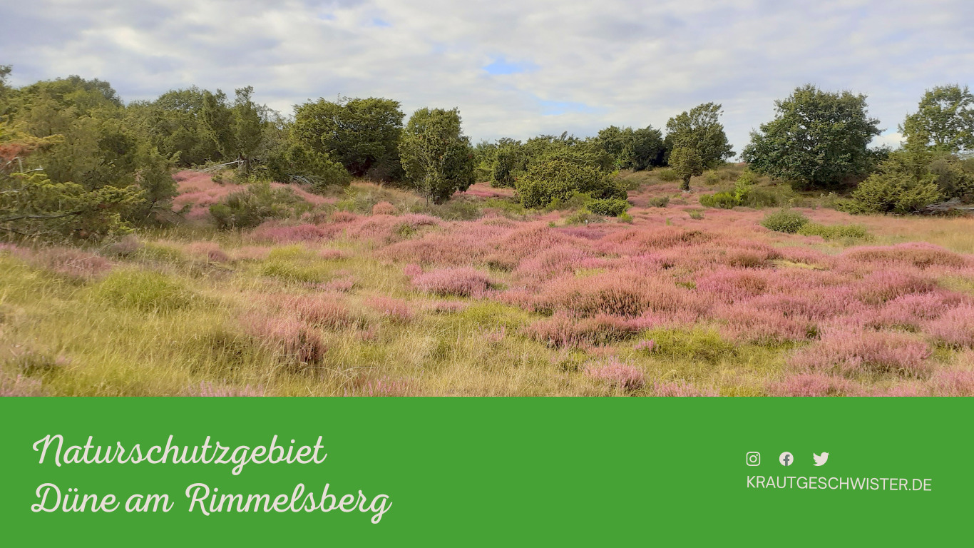 Besuch im Naturschutzgebiet &#8222;Düne am Rimmelsberg&#8220; in Schleswig-Holstein