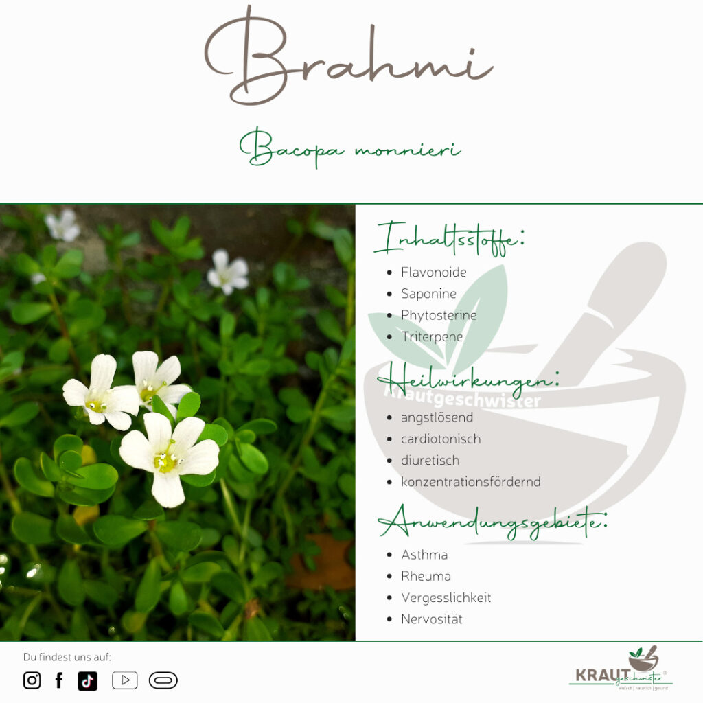 Brahmi Heilpflanzenportrait
