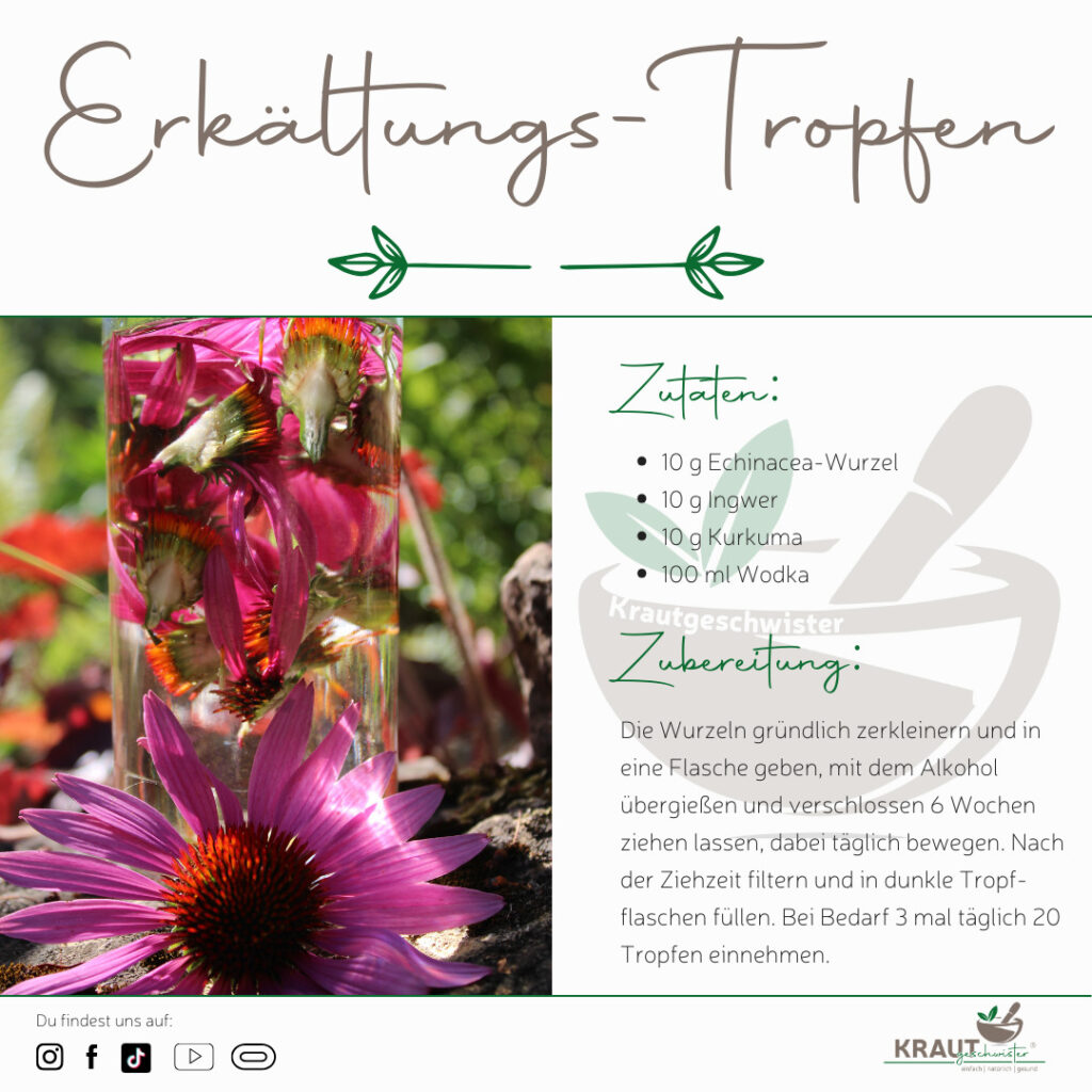 Purpur-Sonnenhut * Echinacea Heilpflanzenportrait