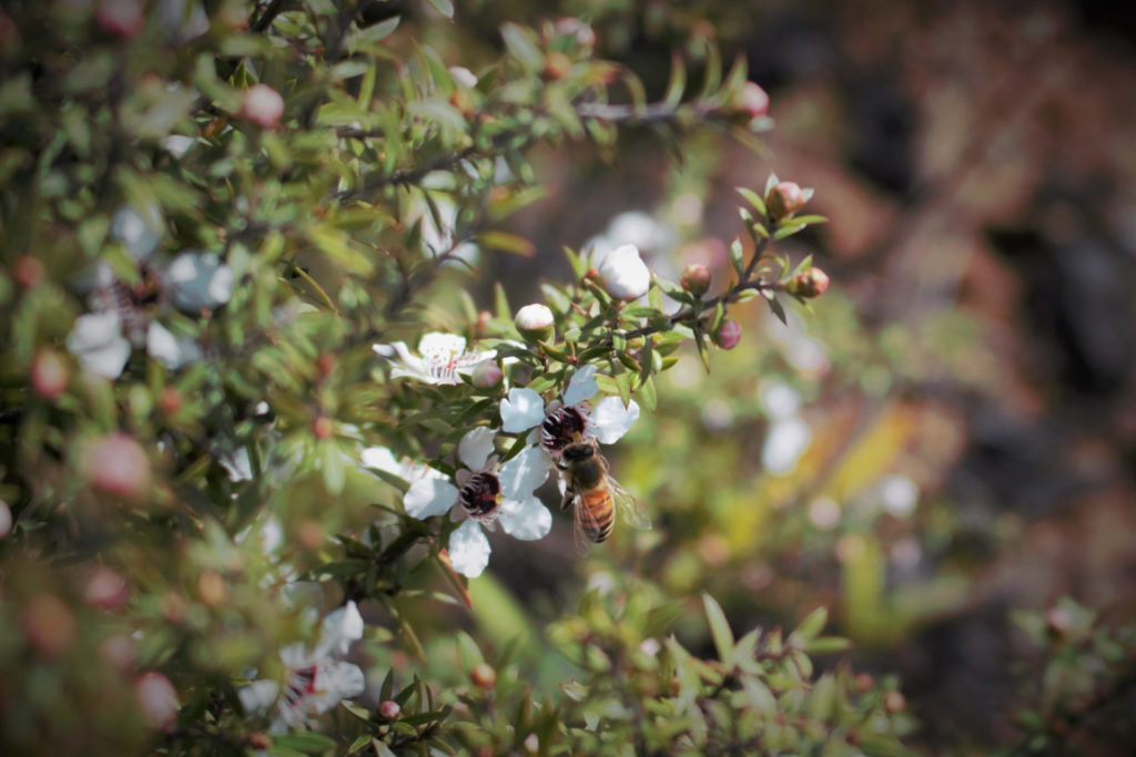 Manuka &#8211; der besondere Honig