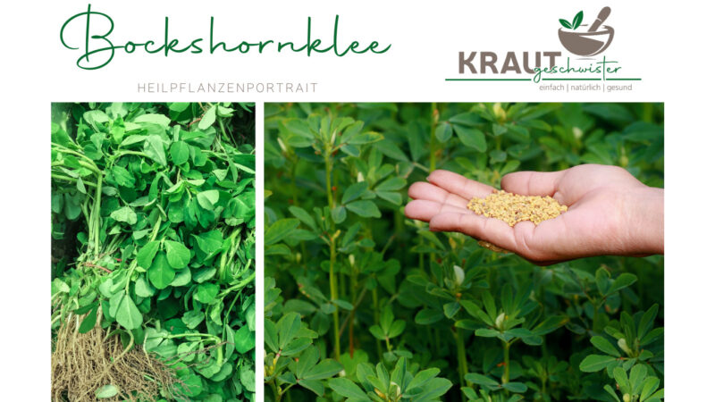 Für Was Ist Bockshornklee Gut krautgeschwister.de