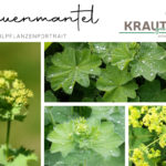 Frauenmantel Heilpflanzenportrait