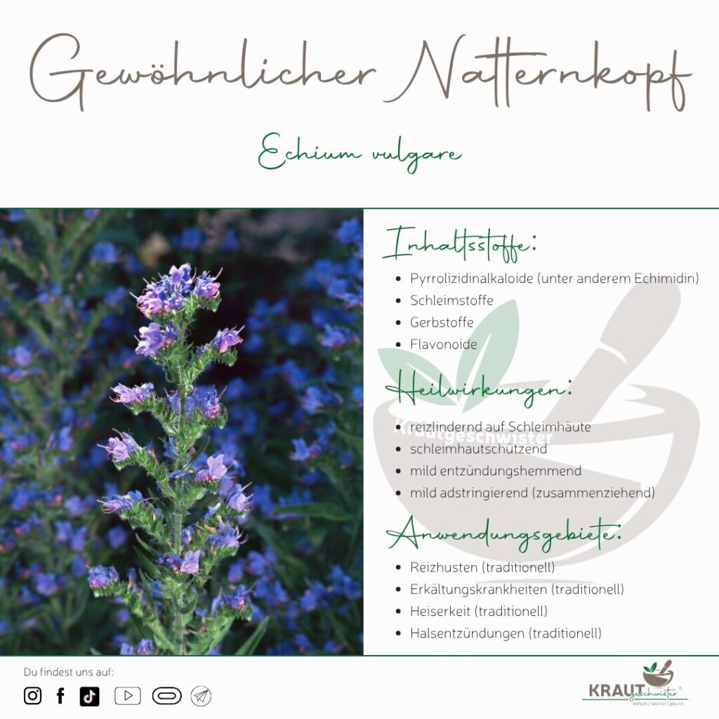 Natternkopf &ndash; die blaue Wildpflanze zwischen Heiltradition, Bienenparadies und moderner Forschung