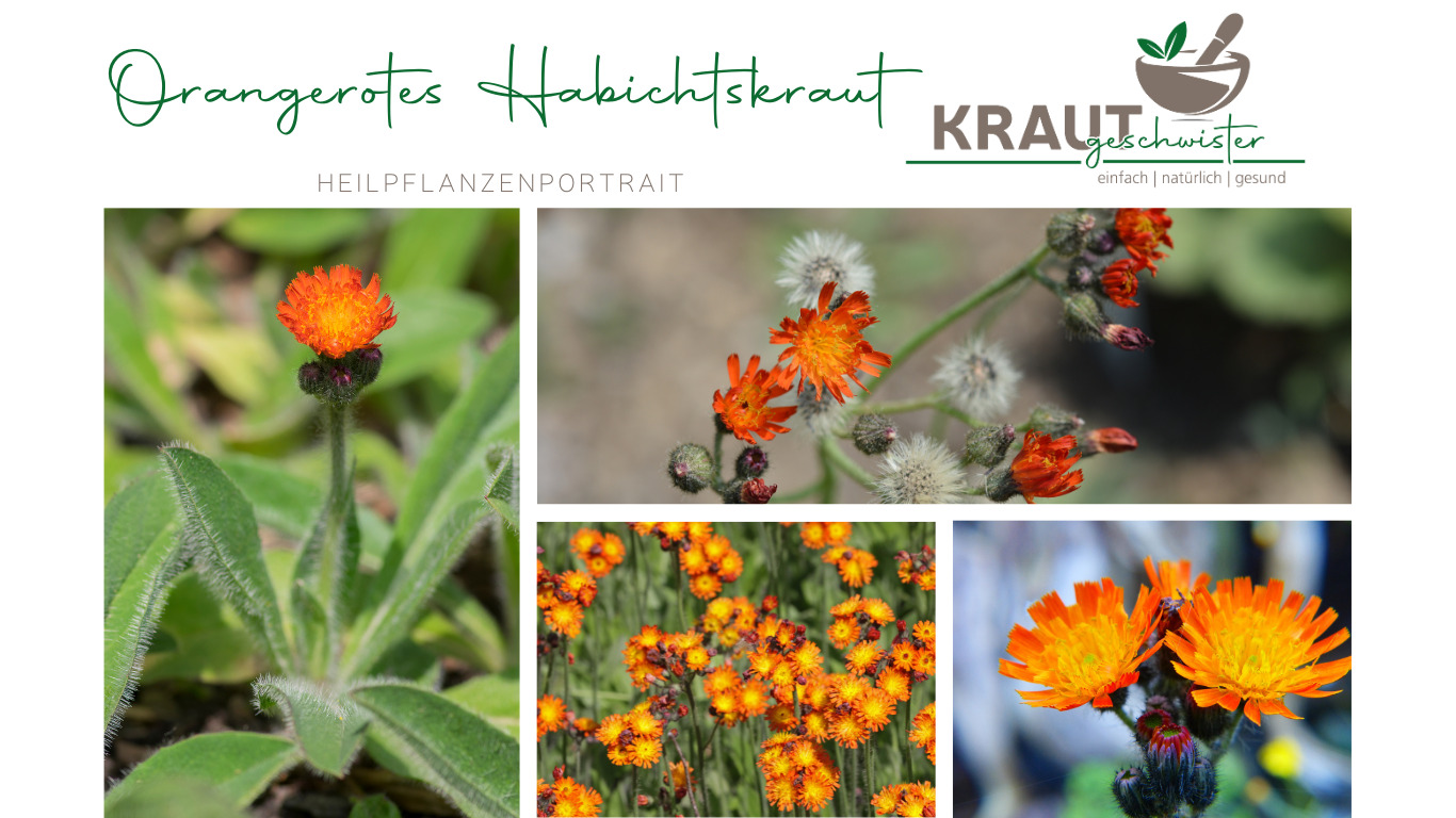 Read more about the article Orangerotes Habichtskraut Heilpflanzenportrait