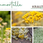 Immortelle Heilpflanzenportrait