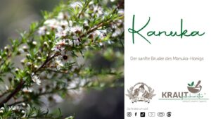 Kanuka-Honig