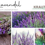 Lavendel Heilpflanzenportrait