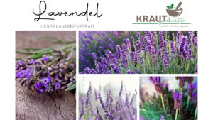 Lavendel Heilpflanzenportrait